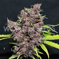 (Bild für) Purple Afghan Kush Ryder