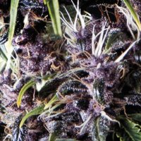 (Bild für) Auto Purple female