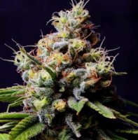 (Bild für) Purple Berry Kush 5 fem