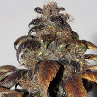 (Bild für) Purple Bud