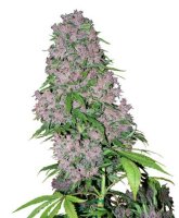 (Bild für) Purple Bud Automatic fem