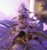 (Bild für) Purple Caper 5 reg