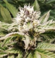 (Bild für) Purple Caper OG 5 reg