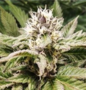 (Bild für) Purple Caper OG 5 reg