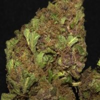 (Bild für) Purple Champagne