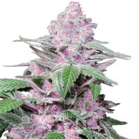 (Bild für) Purple Cookie Kush
