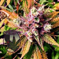 (Bild für) Purple Cookies