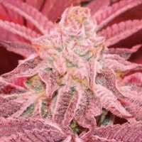 (Bild für) Purple Dosi Punch fem