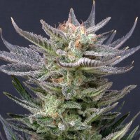 (Bild für) Purple Dream Auto female