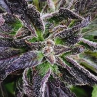 (Bild für) Purple Dream