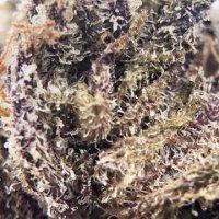 (Bild für) Purple Ghost Candy female