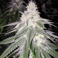 (Bild für) Purple Hashplant Haze