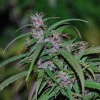 (Bild für) Purple Haze