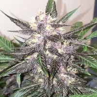 (Bild für) Purple Haze Autoflower fem