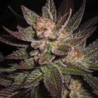 (Bild für) Purple Haze 5 fem