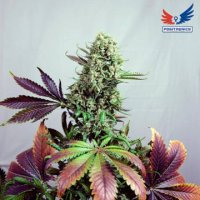 (Bild für) Purple Haze fem