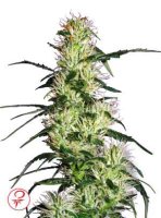 (Bild für) Purple Haze fem