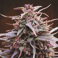 (Bild für) Purple Haze x Malawi
