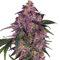 (Bild für) Purple Kush