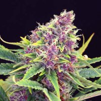 (Bild für) Purple Kush female