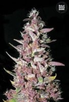 (Bild für) Purple Glam Kush female