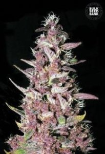 (Bild für) Purple Glam Kush female