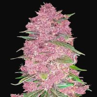 (Bild für) Purple Lemonade Auto