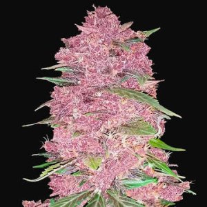 (Bild für) Purple Lemonade Auto