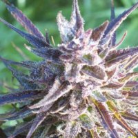(Bild für) Purple Maroc female