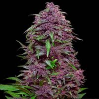 (Bild für) Purple Mazar Auto fem
