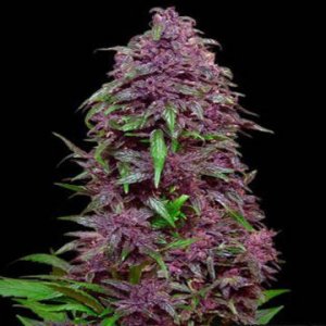 (Bild für) Purple Mazar Auto fem