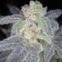 (Bild für) Purple OG #18 fem