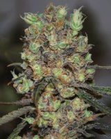 (Bild für) Purple Paralysis fem