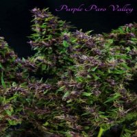 (Bild für) Purple Paro Valley fem