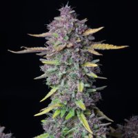 (Bild für) Purple Punch Auto fem