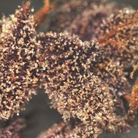 (Bild für) Purple Punch Autoflower fem