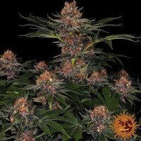 (Bild für) Purple Punch [Auto]