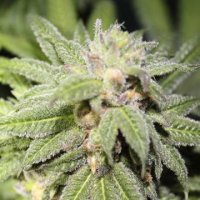 (Bild für) Purple Punch BX 5 reg