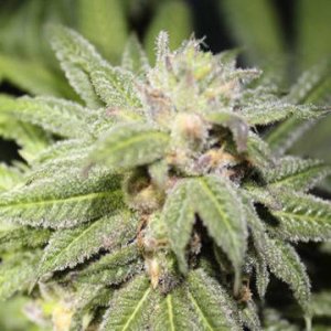 (Bild für) Purple Punch BX 5 reg