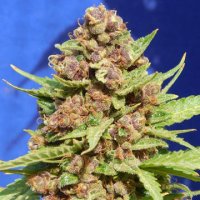 (Bild für) Purple Punch Cookies