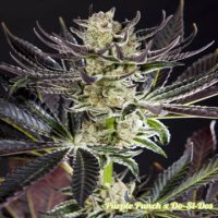 (Bild für) Purple Punch x Do-Si-Dos fem