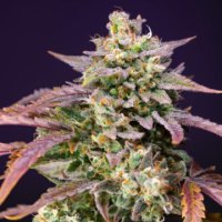 (Bild für) Purple Punch OG XL Auto fem