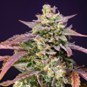 (Bild für) Purple Punch OG XL Auto fem