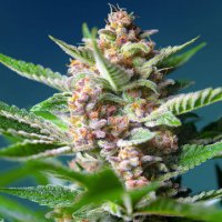 (Bild für) Purple Punch OG fem