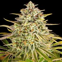 (Bild für) Purple Punch x Lemon Drizzle