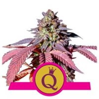 (Bild für) Purple Queen feminized