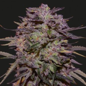 (Bild für) Purple Russian Express