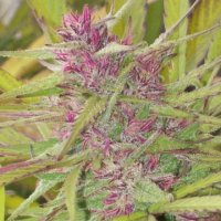 (Bild für) Purple Satellite (Green Mountain Seeds)