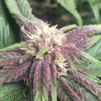 (Bild für) Purple Sunset Auto fem