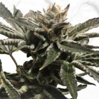 (Bild für) Purple Tangie x Birthday Cake
